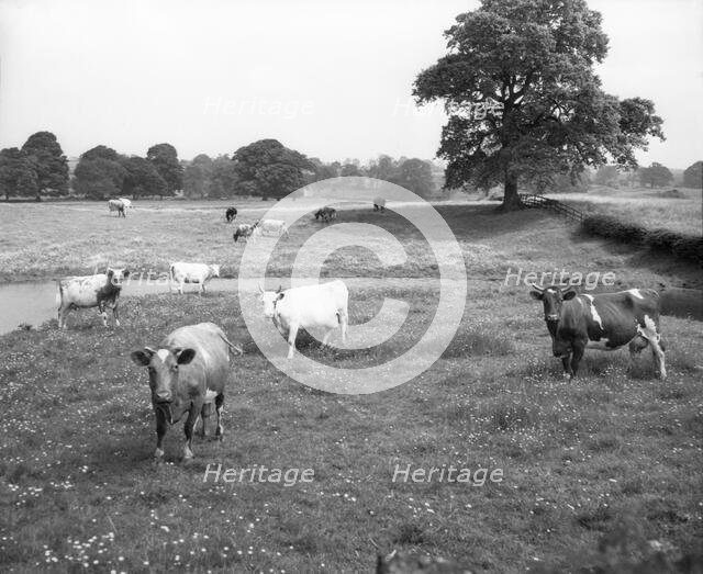Cattle, Lake District, c1955. Creator: Arthur Charles Kirby Ware.