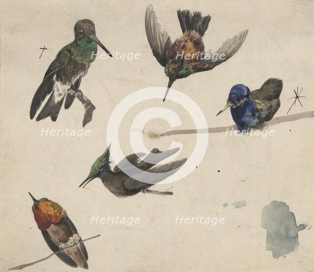 Hummingbirds, c1770-1810. Creator: Philip Reinagle.