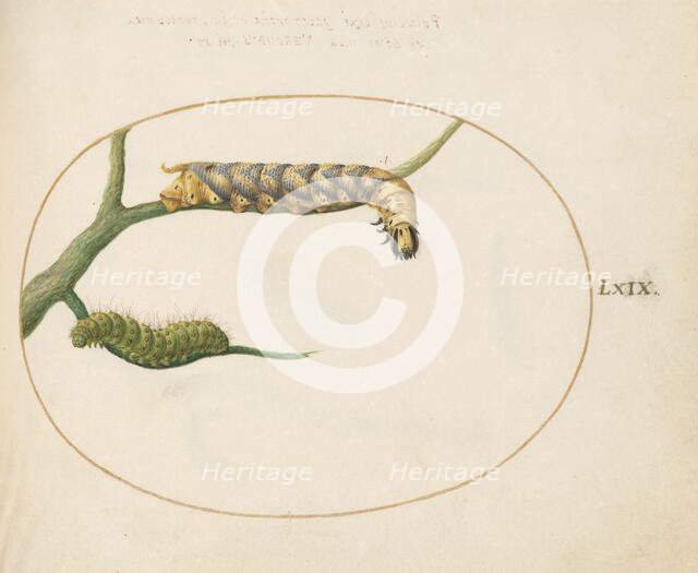 Animalia Qvadrvpedia et Reptilia (Terra): Plate LXIX, c. 1575/1580. Creator: Joris Hoefnagel.