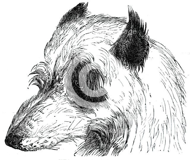 Head of the Wolf Dog , 1844. Creator: Unknown.