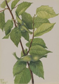 Beaked Hazelnut (Corylus rostrata), 1932. Creator: Mary Vaux Walcott.