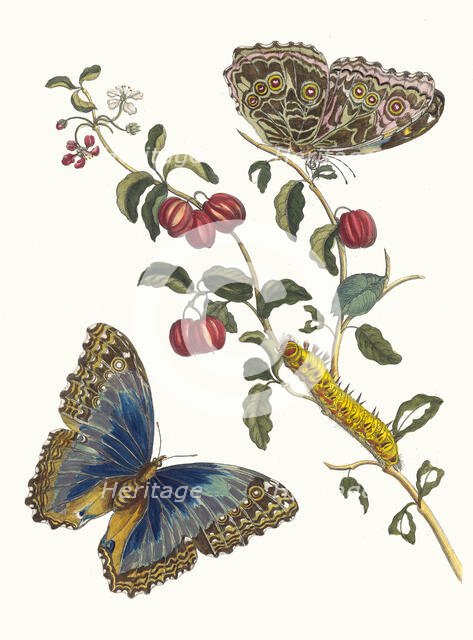Cerises d'Amerique. From the Book Metamorphosis insectorum Surinamensium, 1705. Creator: Merian, Maria Sibylla (1647-1717).