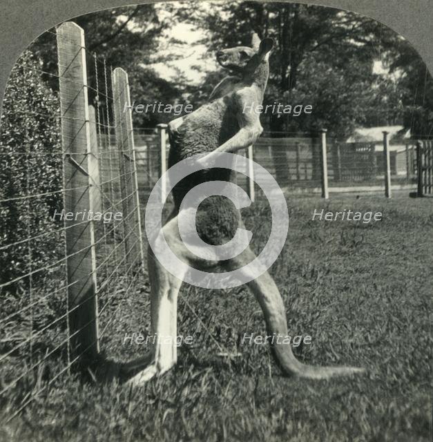 'The Kangaroo, Native Only to Australia, Melbourne, Victoria', c1930s. Creator: Unknown.