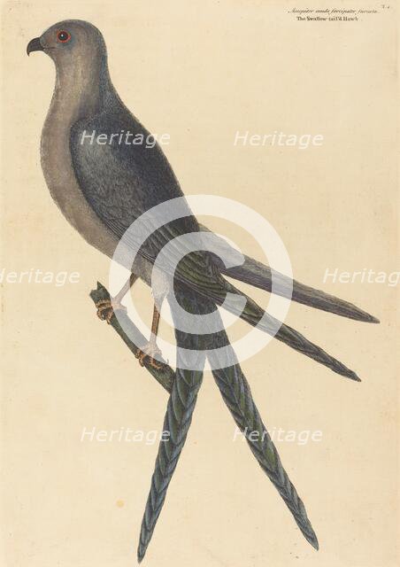 The Swallow Tail Hawk (Falco furcatus), published 1754. Creator: Mark Catesby.