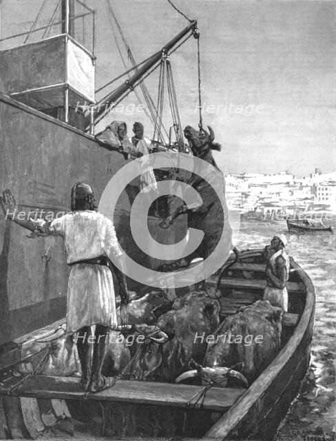 ''The Cattle Trade -- Landing Bullocks at Tangier, Morocco', 1891 Creator: George Denholm Armour.