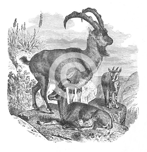 'Persian Wild Goats', c1900. Artist: Helena J. Maguire.