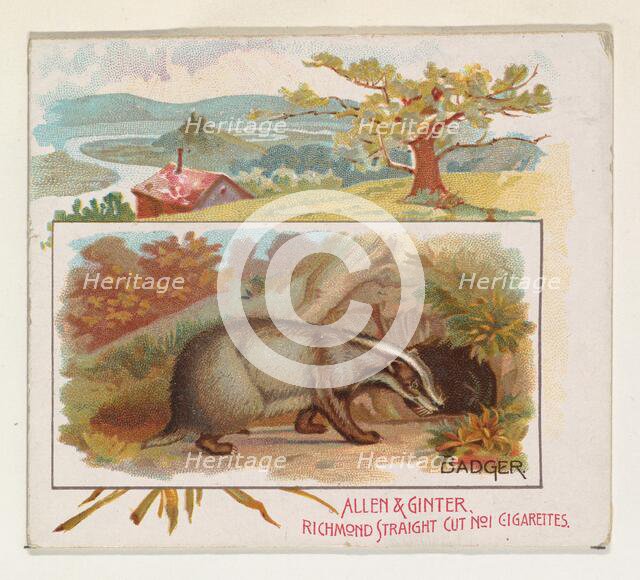 Badger, from Quadrupeds series (N41) for Allen & Ginter Cigarettes, 1890. Creator: Allen & Ginter.