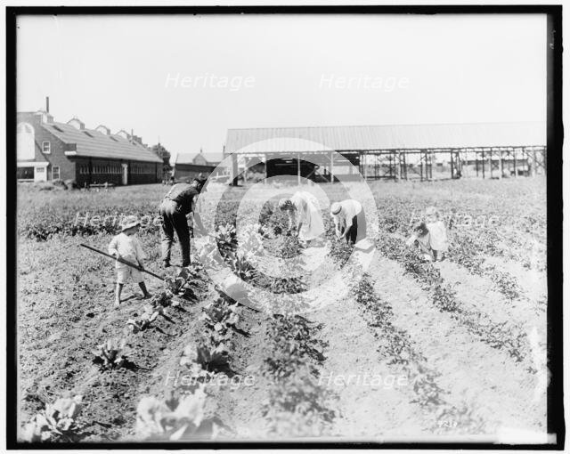 War Garden Commission, between 1910 and 1920. Creator: Harris & Ewing.