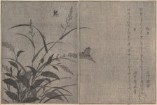 Tree cricket (Matsumushi); Firefly (Hotaru)..., 1788. Creator: Kitagawa Utamaro.