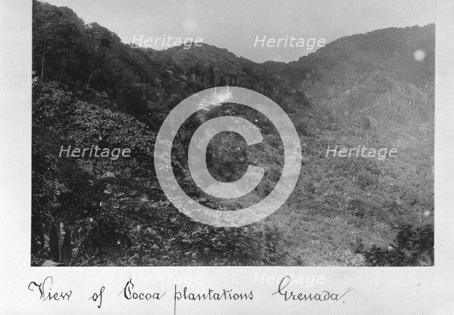 View of cocoa plantations, Grenada, 1897. Artist: Unknown