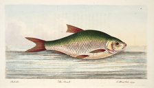 The Roach, from A Treatise on Fish and Fish-ponds, pub. 1832 (hand coloured engraving)