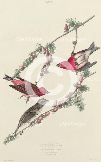 Purple Finch, 1827. Creator: William Home Lizars.