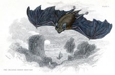 Hand coloured engraving of a Greater Horseshoe Bat, 1838. Artist: Unknown