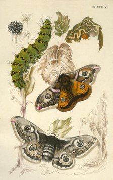 Emperor moths, 19th century. Creator: Unknown.