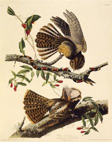 The chuck-will's-widow. From "The Birds of America", 1827-1838. Creator: Audubon, John James (1785-1851).