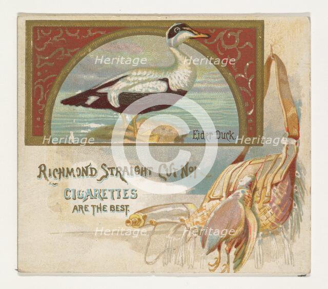 Eider Duck, from the Game Birds series (N40) for Allen & Ginter Cigarettes, 1888-90. Creator: Allen & Ginter.
