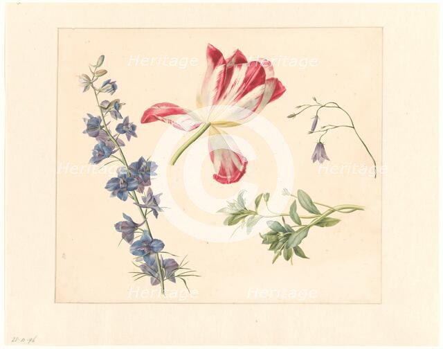 Flower studies, 1798-1821. Creator: Albertus Jonas Brandt.