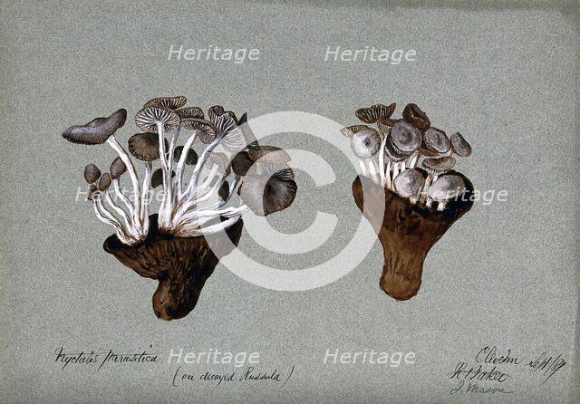 Parasitic fungi (Nyctalis species) growing on decayed Russula fungi, 1889. Creator: R Baker.