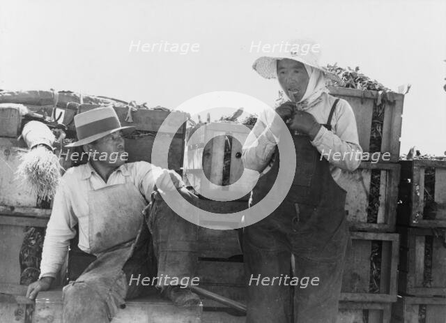 Japanese agricultural workers packing broccoli near Guadalupe, California, 1937. Creator: Dorothea Lange.