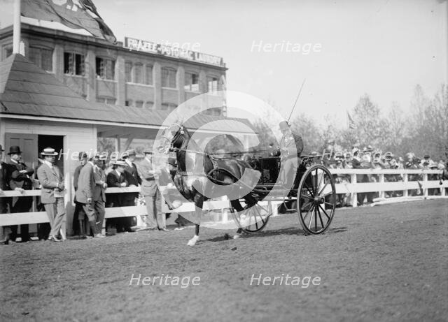 Horse Shows - Unidentified Men, Driving, 1911. Creator: Harris & Ewing.