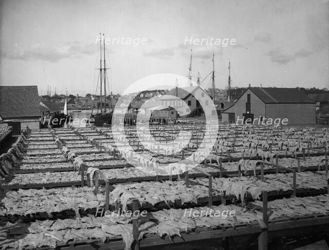 Drying fish, Gloucester, Mass., c1906. Creator: Unknown.
