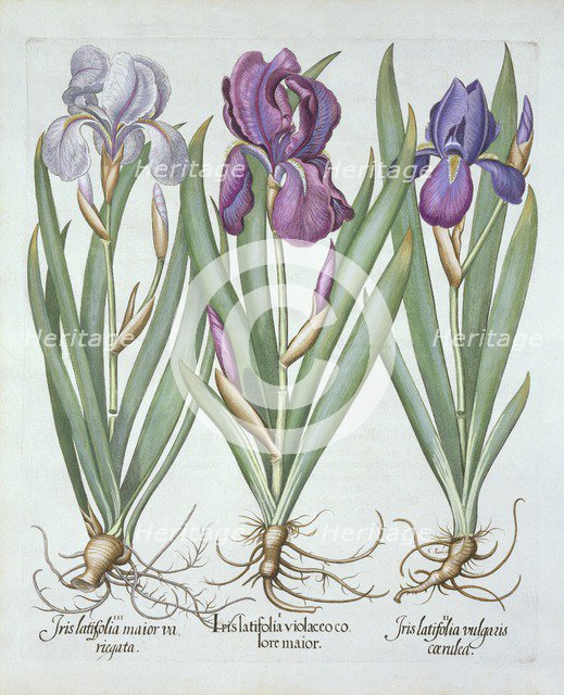 Three varieties of rhizomatous bearded irises,  from 'Hortus Eystettensis', by Basil Besler (1561-16
