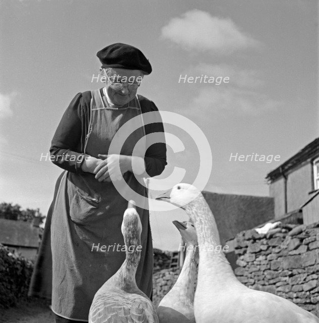 Woman looking down at a group of geese, Cumbria, 1957. Artist: John Gay