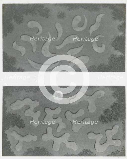 Reproduction of illustrations showing flower garden designs, between 1915 and 1925. Creator: Frances Benjamin Johnston.