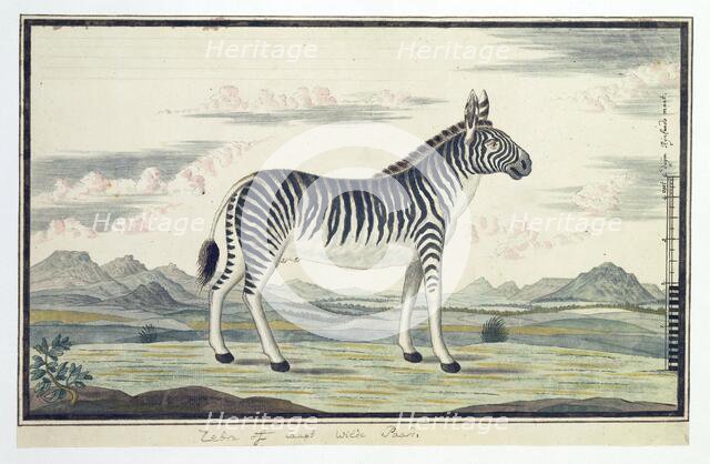 Equus zebra (Mountain zebra), 1777-1786. Creator: Robert Jacob Gordon.
