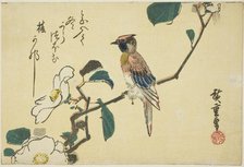 Black-naped oriole on camellia branch, n.d. Creator: Ando Hiroshige.