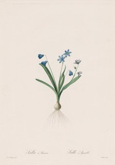 Les Liliacées: Scilla amaena, 1802-1816. Creator: Henry Joseph Redouté (French, 1766-1853).