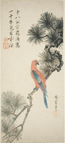 Macaw on a pine branch, c. 1835. Creator: Ando Hiroshige.
