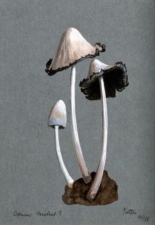 A fungus (Coprinus niveus): three fruiting bodies, 1899. Creator: Unknown.