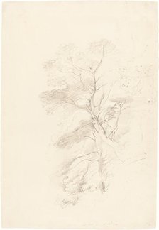 A Beech Wood, 1815. Creator: John Linnell the Elder.