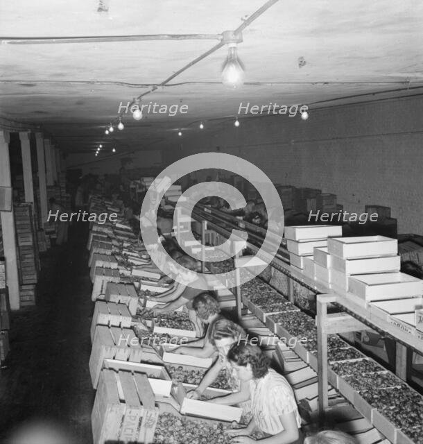 Packing fresh prunes at night on Produce Row during busy season, Yakima, Washington, 1939. Creator: Dorothea Lange.