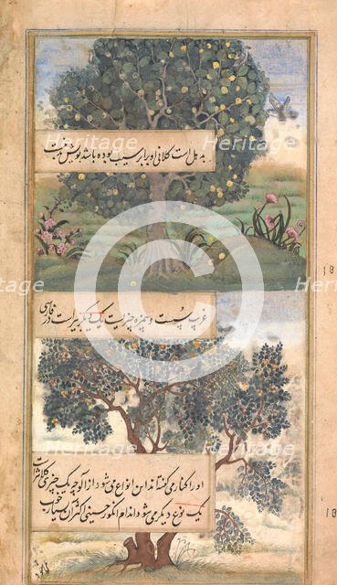 Three Trees of India, Folio from a Baburnama (Autobiography of Babur), late 16th century. Creator: Unknown.