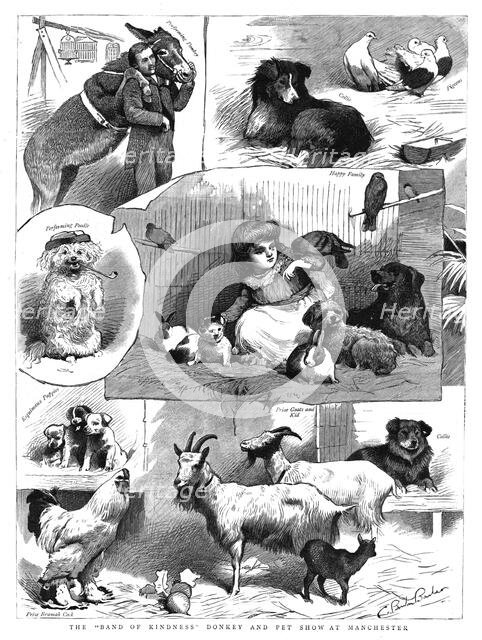 'The "Band of Kindness" Donkey and Pet show at Manchester', 1886. Creator: Unknown.