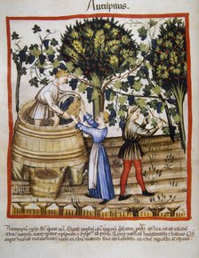 Autumn: Grape harvest and winemaking, 14th century.  Creator: Unknown.