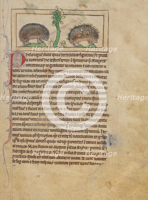 Hedgehogs; Northumberland Bestiary, about 1250-1260. Creator: Unknown.