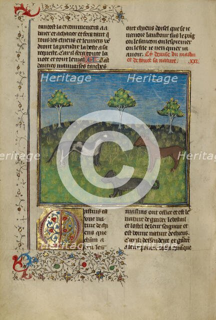 Mastiffs; Livre de la Chasse, about 1430-1440. Creator: Unknown.