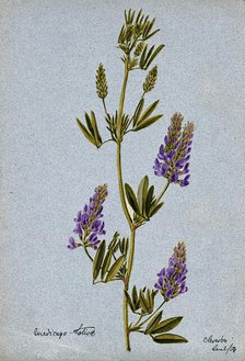 Lucerne or alfalfa plant (Medicago sativa): flowering stem, 1904. Creator: Unknown.