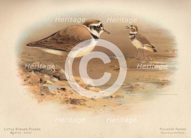 'Little Ringed Plover (Aegialitis minor), Killdeer Plover (Oxyechus vociferus)', 1900, (1900). Artist: Charles Whymper.