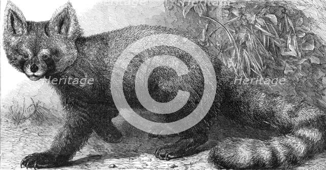 The Ailurus fulgens at the Zoological Society's Gardens, Regent's Park, 1869.  Creator: Pearson.