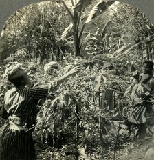 'Coffee Pickers at Work, Plantation Scene in Guadeloupe, French West Indies', c1930s. Creator: Unknown.