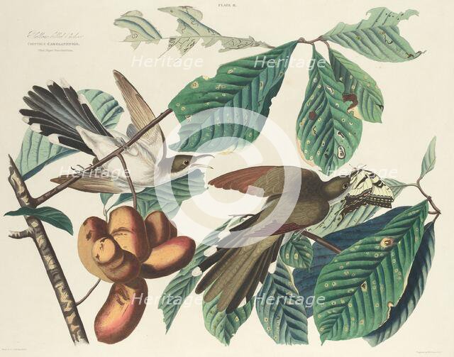 Yellow-billed Cuckoo, 1827. Creator: William Home Lizars.