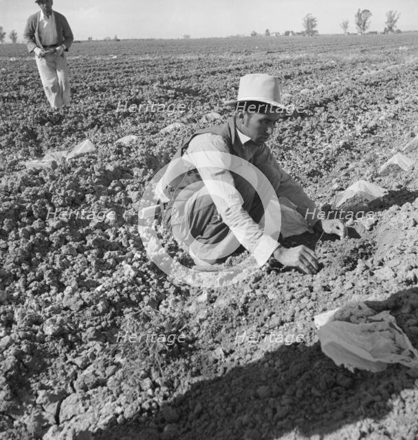 Mexican migratory laborer thinning and weeding cantaloupe plants, Imperial Valley, California, 1937. Creator: Dorothea Lange.