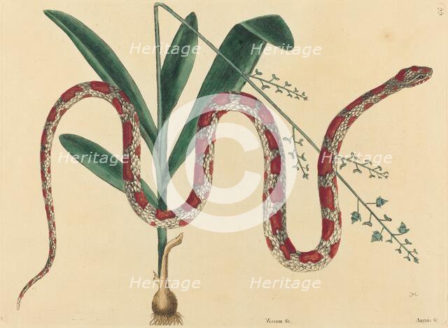 The Corn Snake (Coluber fulvius?), published 1731-1743. Creator: Mark Catesby.