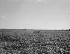 Houses dot the fields, abandoned, Aldridge Plantation near Leland, Mississippi, 1937. Creator: Dorothea Lange.
