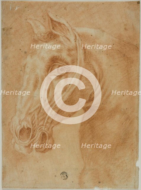 Head of a Horse, n.d. Creator: Unknown.