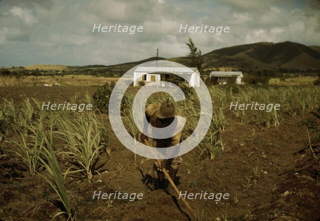 FSA borrower cultivating his sugar cane field, vicinity of Frederiksted, St. Croix, V.I. , 1941. Creator: Jack Delano.